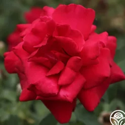 Heirloom Roses Firefighter® Best