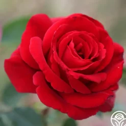 Heirloom Roses Firefighter® Best