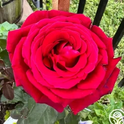 Heirloom Roses Firefighter® Best