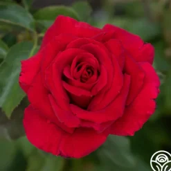 Heirloom Roses Firefighter® Best