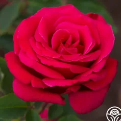 Heirloom Roses Firefighter® Best