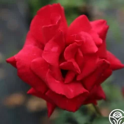 Heirloom Roses Firefighter® Best