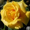 Heirloom Roses First Impression Online