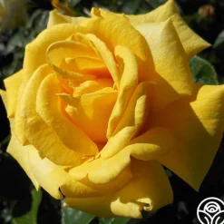 Heirloom Roses First Impression Online