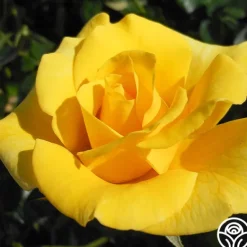 Heirloom Roses First Impression Online