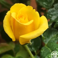 Heirloom Roses First Impression Online