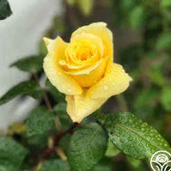 Heirloom Roses First Impression Online