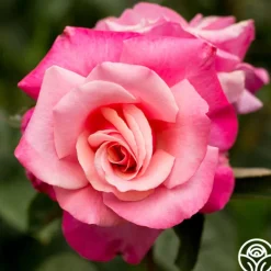 Heirloom Roses First Prize New