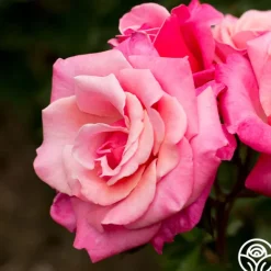 Heirloom Roses First Prize New
