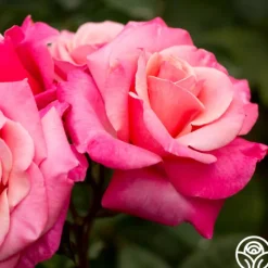 Heirloom Roses First Prize New