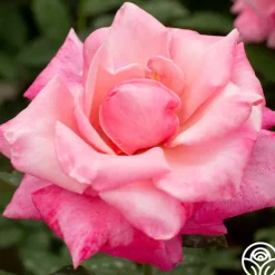 Heirloom Roses First Prize New