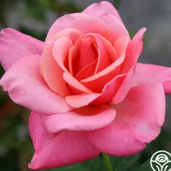 Heirloom Roses First Prize New