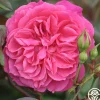 Heirloom Roses Flamenco Rosita Best