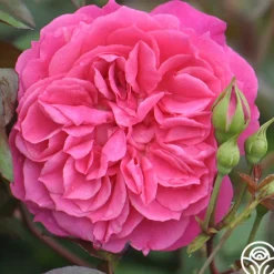 Heirloom Roses Flamenco Rosita Best