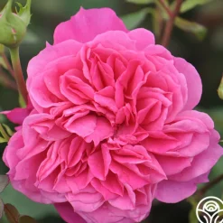 Heirloom Roses Flamenco Rosita Best
