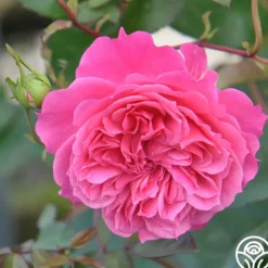 Heirloom Roses Flamenco Rosita Best