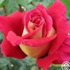 Heirloom Roses Flaming Peace New