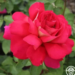 Heirloom Roses Flaming Peace New
