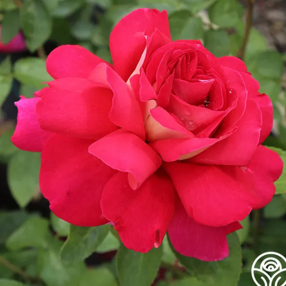 Heirloom Roses Flaming Peace New