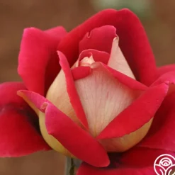 Heirloom Roses Flaming Peace New