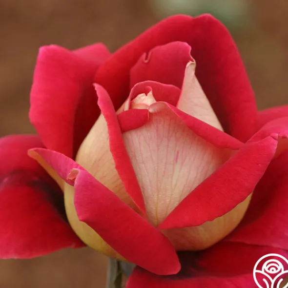 Heirloom Roses Flaming Peace New