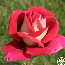 Heirloom Roses Flaming Peace New