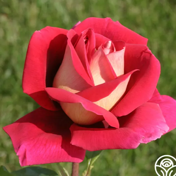 Heirloom Roses Flaming Peace New
