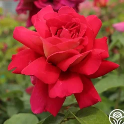 Heirloom Roses Flaming Peace New