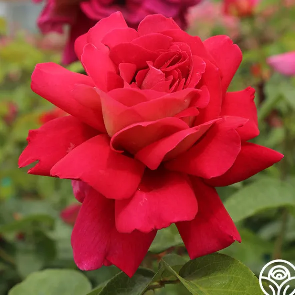 Heirloom Roses Flaming Peace New