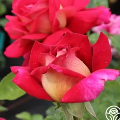 Heirloom Roses Flaming Peace New