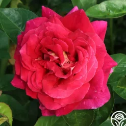Heirloom Roses Flaming Peace New