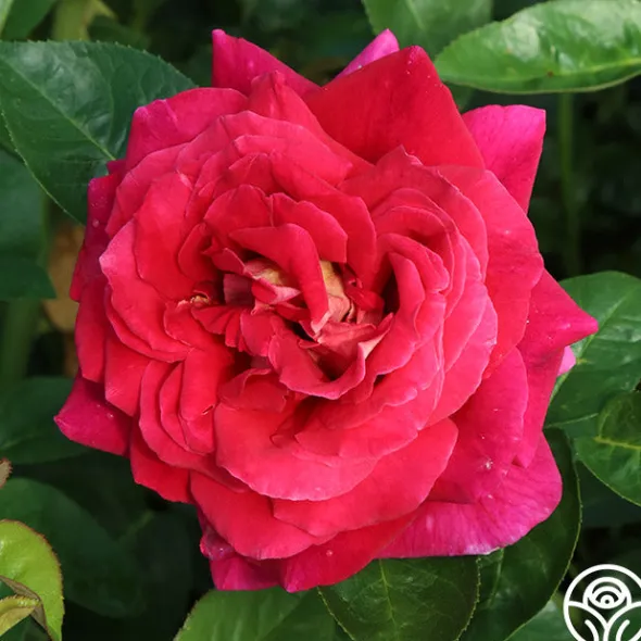 Heirloom Roses Flaming Peace New