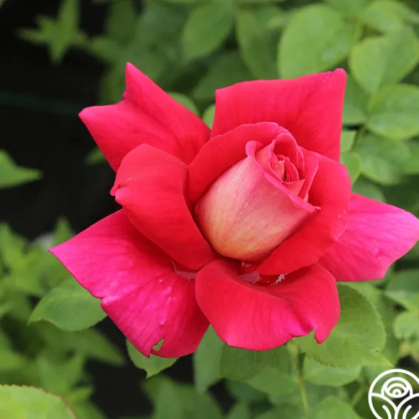 Heirloom Roses Flaming Peace New