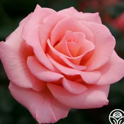 Heirloom Roses Flawless Clearance