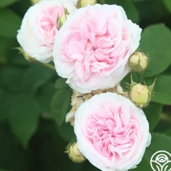 Heirloom Roses Félicité Parmentier Clearance
