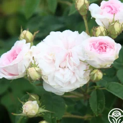 Heirloom Roses Félicité Parmentier Clearance