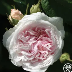 Heirloom Roses Félicité Parmentier Clearance