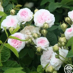 Heirloom Roses Félicité Parmentier Clearance