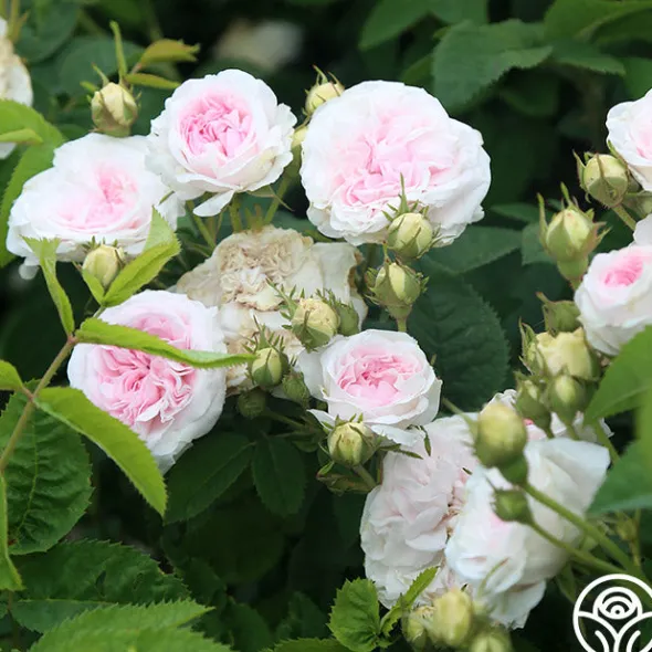 Heirloom Roses Félicité Parmentier Clearance