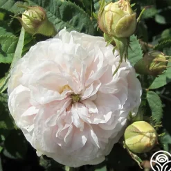 Heirloom Roses Félicité Parmentier Clearance