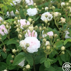 Heirloom Roses Félicité Parmentier Clearance