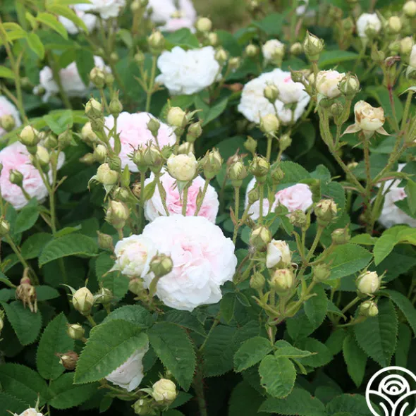 Heirloom Roses Félicité Parmentier Clearance