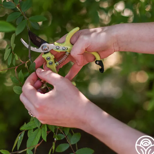 Heirloom Roses Flora Bypass Pruners Clearance