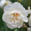 Heirloom Roses Flower Drift Discount