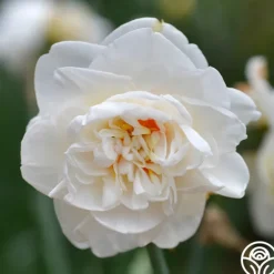 Heirloom Roses Flower Drift Discount