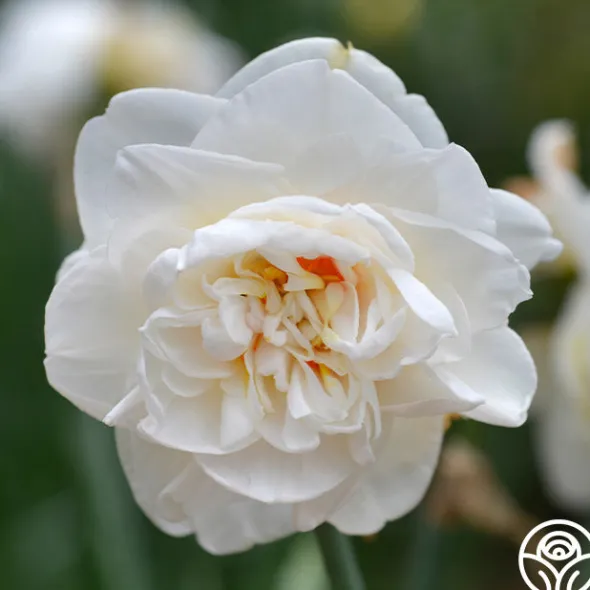 Heirloom Roses Flower Drift Discount