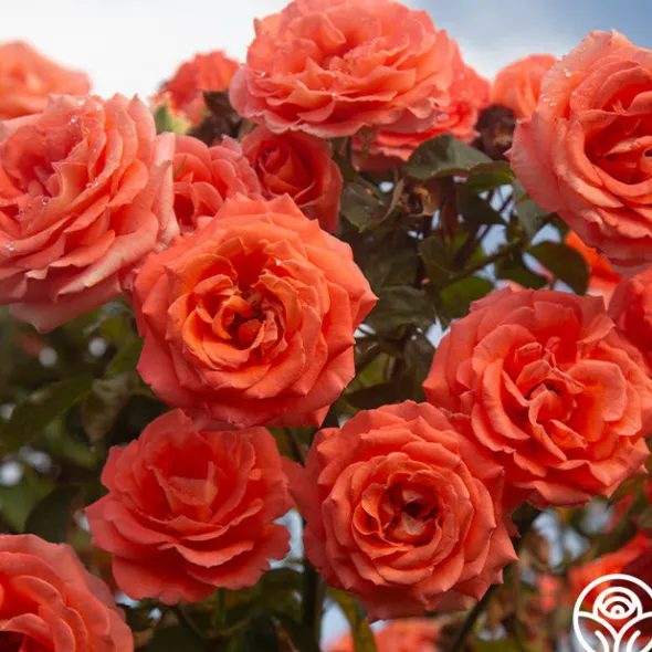 Heirloom Roses Folklore™ Discount