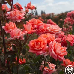 Heirloom Roses Folklore™ Discount