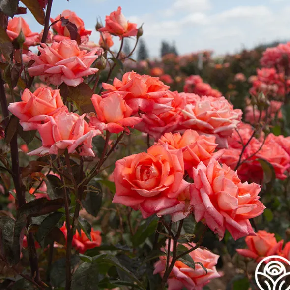 Heirloom Roses Folklore™ Discount