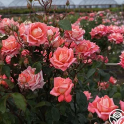 Heirloom Roses Folklore™ Discount